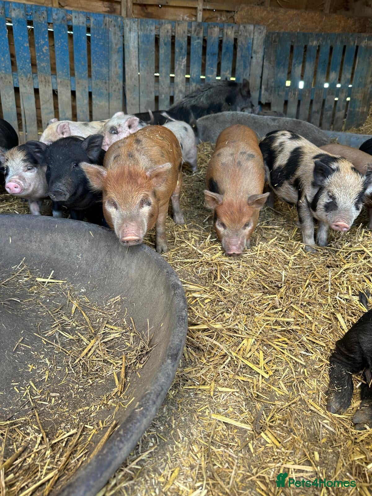 Pig livestock Juliana x Kune Kune Piglets for Sale – Ready Now - Advert 1