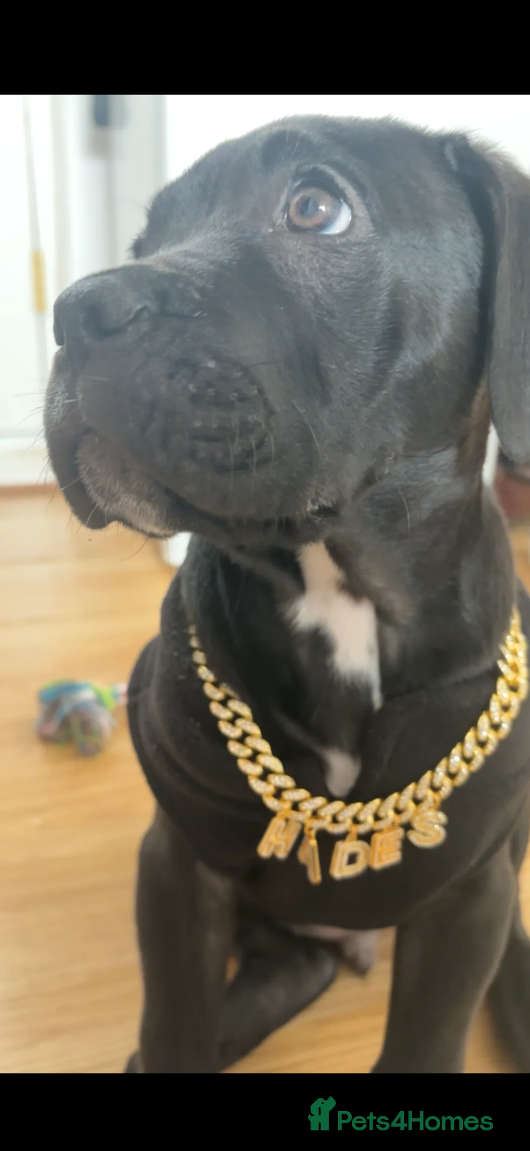 Cane Corso dogs for sale: Purebred Cane Corso puppy, Last one left🐾 - Advert 1