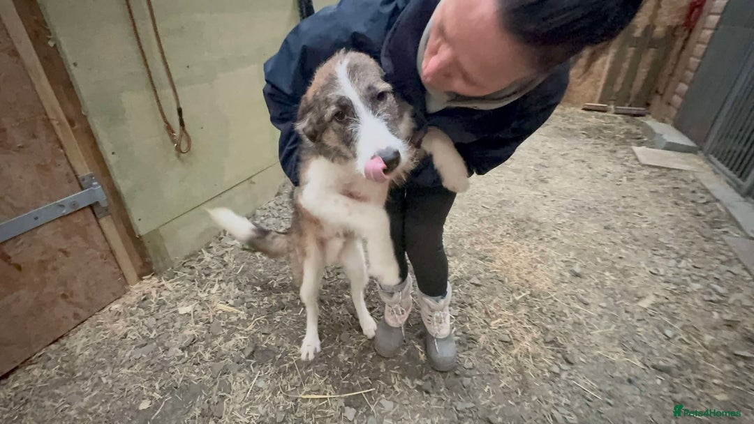 Mixed Breed dogs for adoption: Meet Patch, currently residing in Essex  - Advert 5