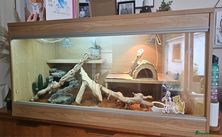Bearded Dragon reptiles - Advert 3