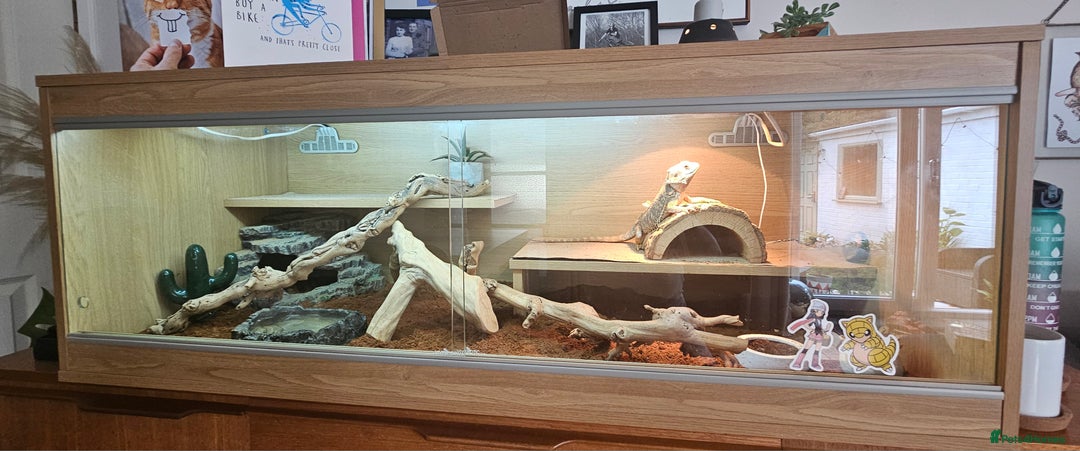 Bearded Dragon reptiles for sale: Bearded Dragon and full set up - Image 1