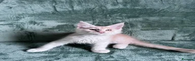 Maine Coon 5