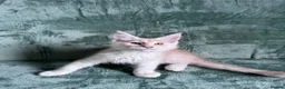 Maine Coon cats for sale: Purebred Maine Coon kittens - Advert 15