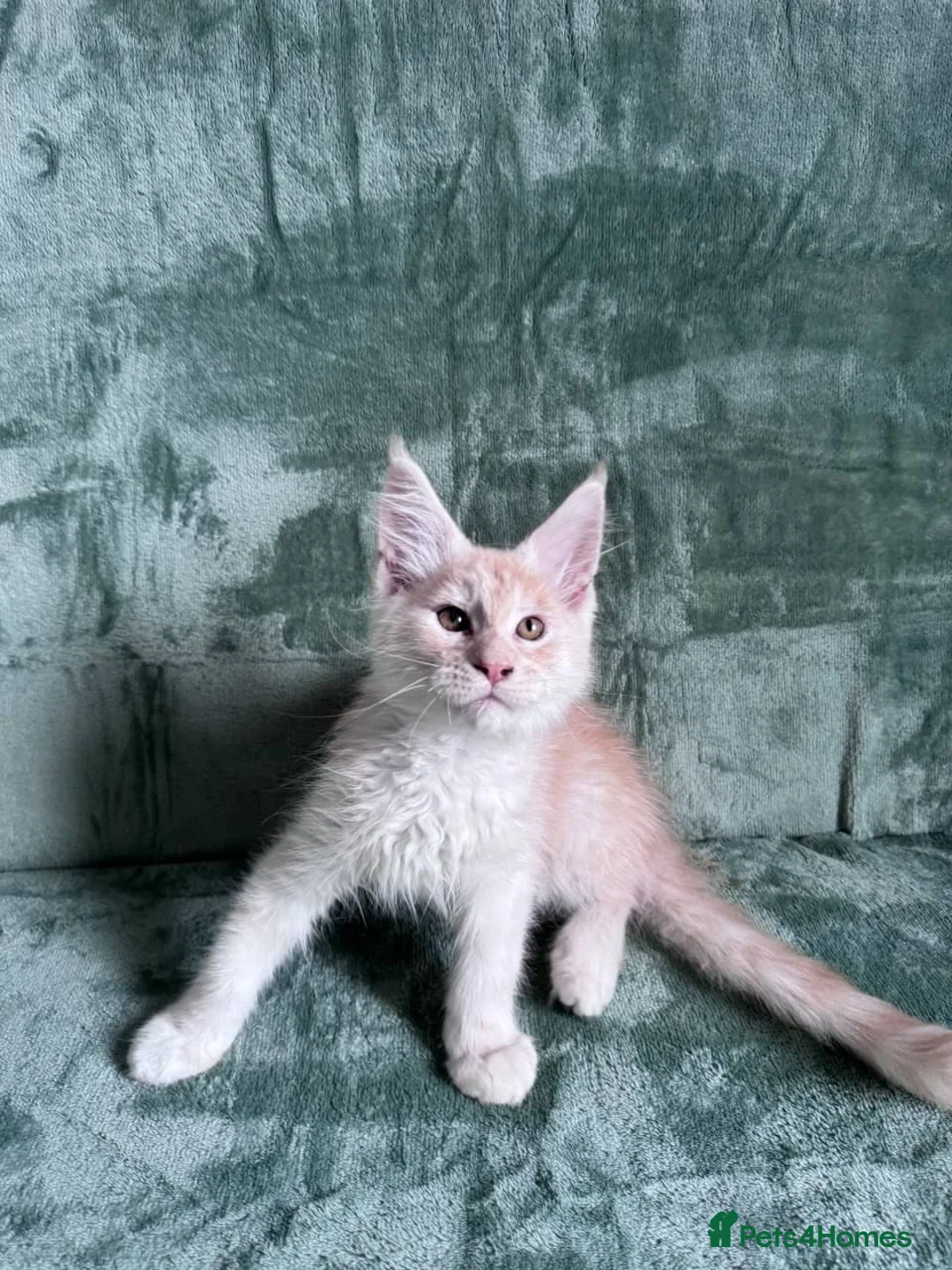 Maine Coon cats for sale: Purebred Maine Coon kittens - Advert 19