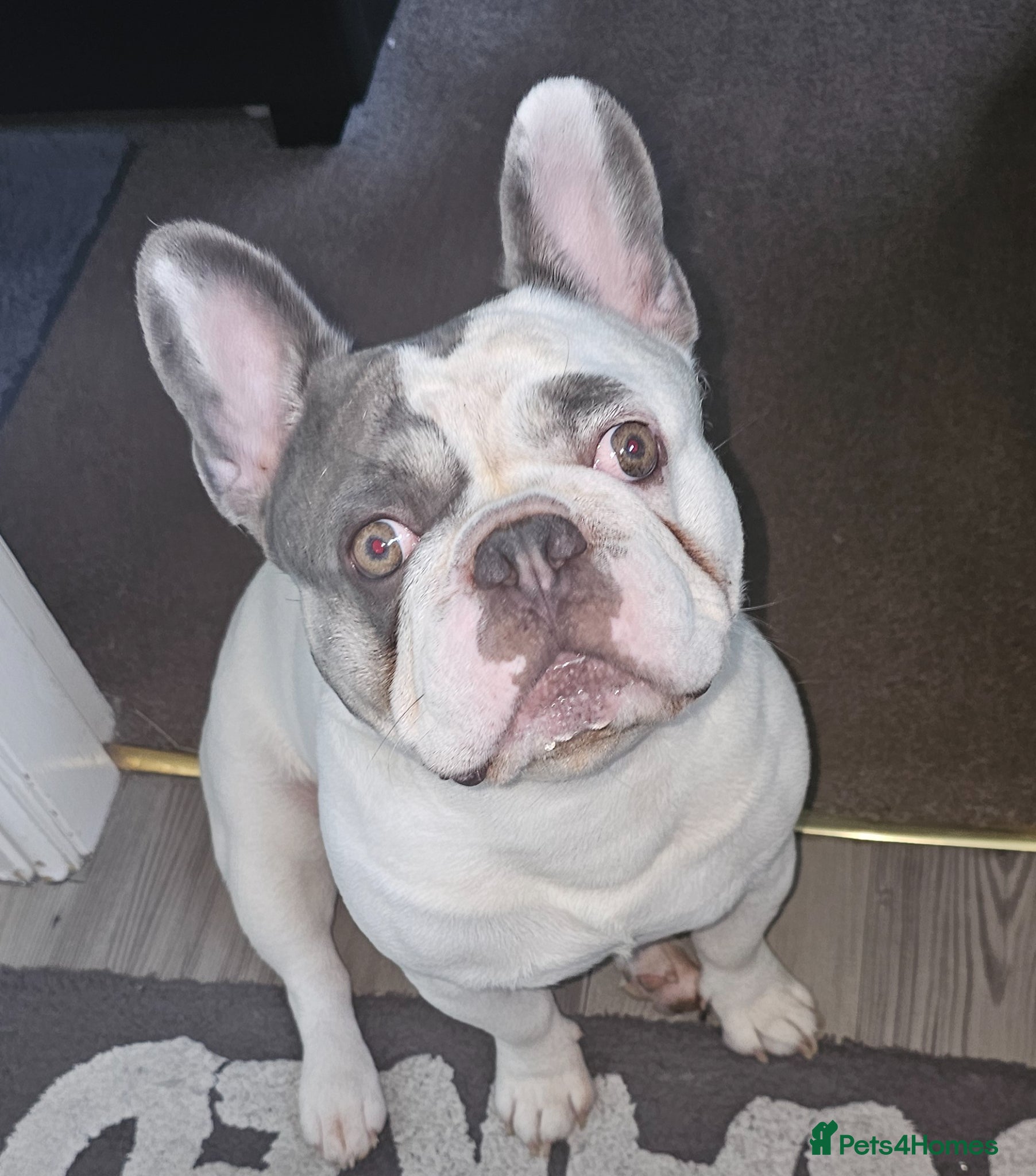 French Bulldog dogs French bulldog for stud  - Advert 1