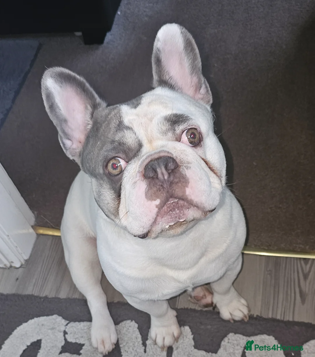 French Bulldog dogs for stud: French bulldog for stud  in Crook - Advert 1