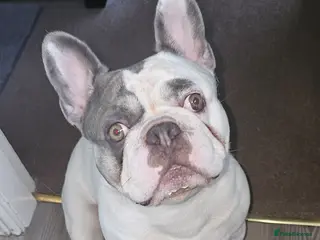 French Bulldog dogs French bulldog for stud - Advert 1