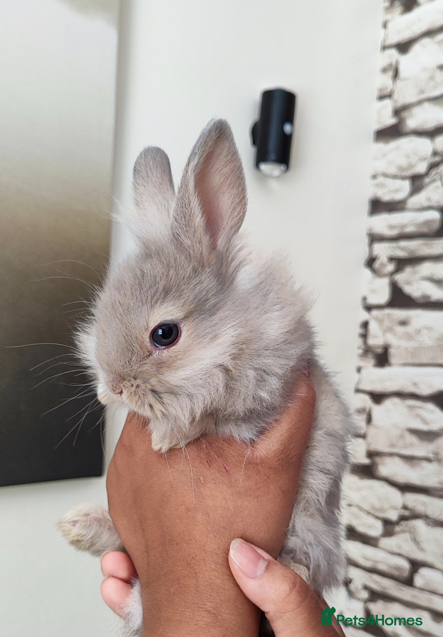 Lionhead rabbits for sale: Gorgeous lion head  - Advert 1