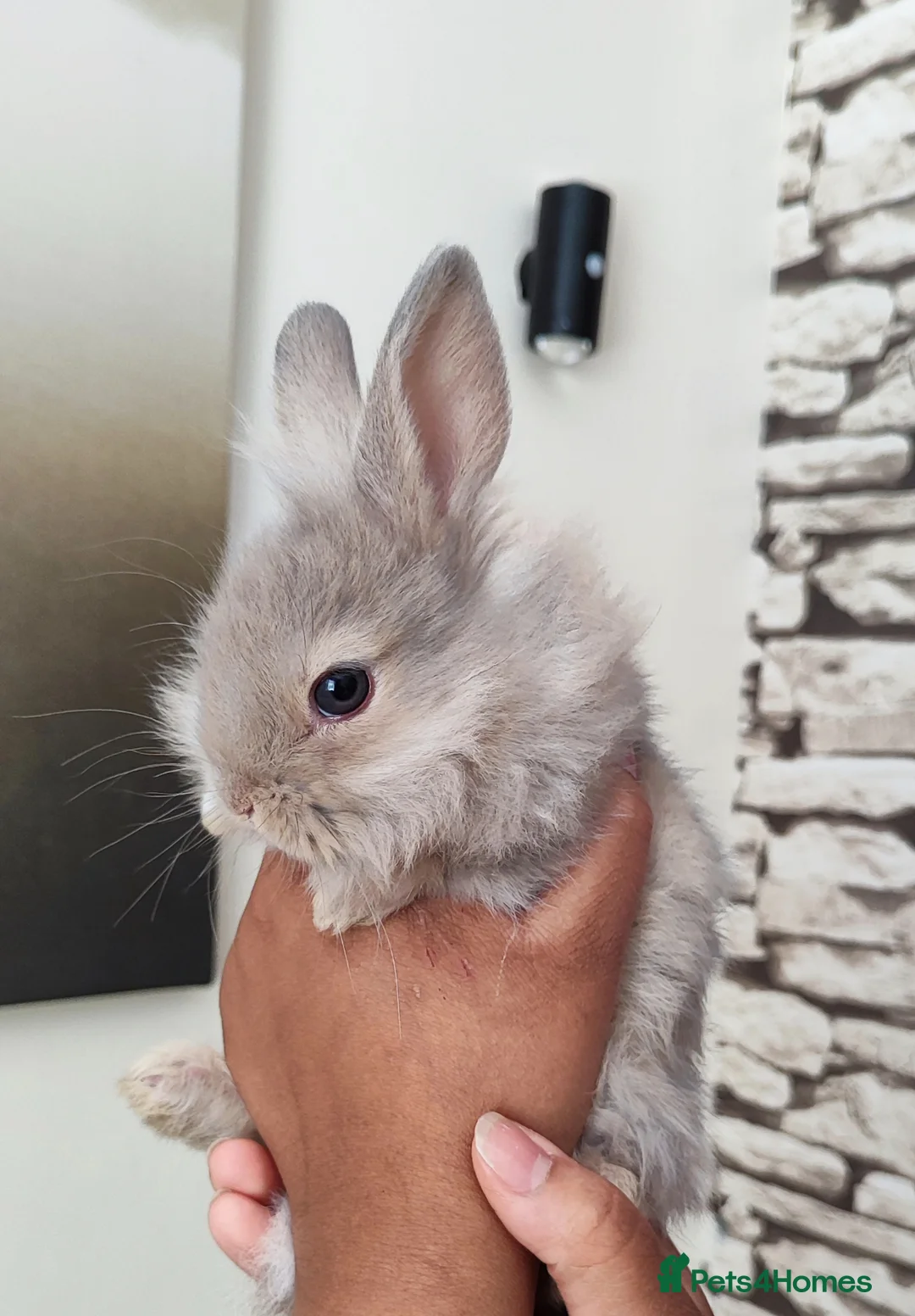 Lionhead rabbits for sale: Gorgeous lion head  - Advert 1