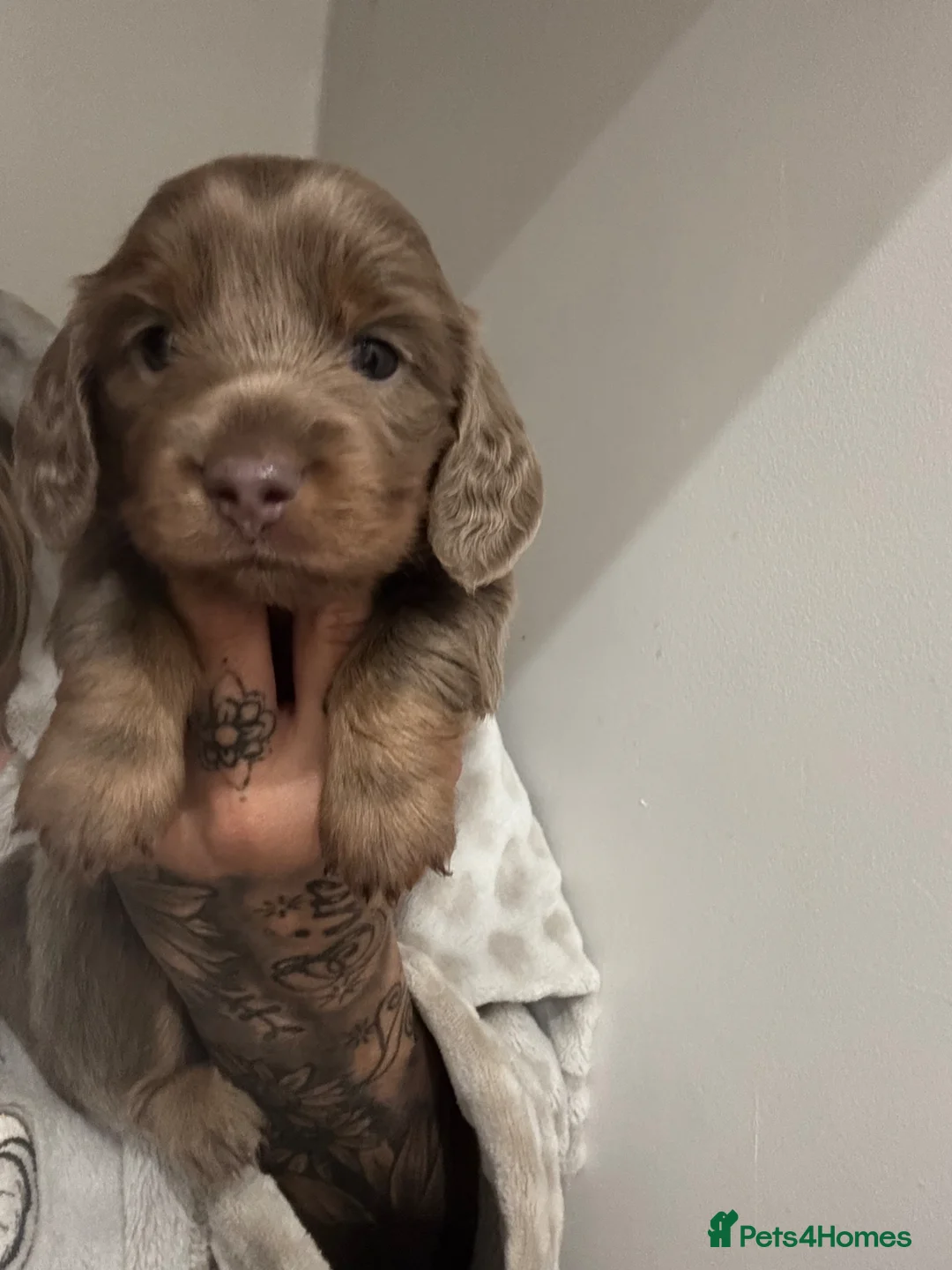 Miniature Dachshund dogs for sale: Long&Short Miniature Dachshunds  in Drybrook - Advert 1