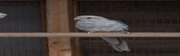 Mixed Breed birds for sale: Parakeets  in Chelmsford - Advert 8