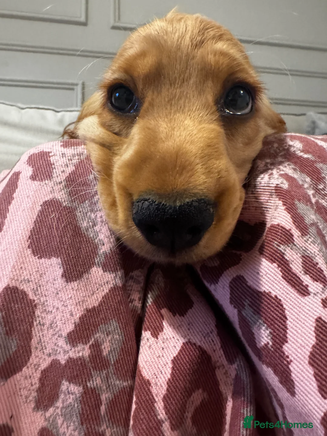 Cocker Spaniel dogs for sale: Stunning Golden KC Registered Show Cocker  - Advert 4