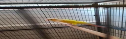 Conures birds for sale: Young conures - Advert 1