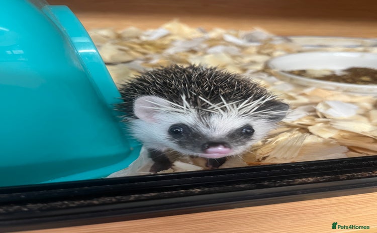 Pygmy Hedgehog rodents - Advert 1