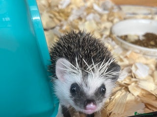 Pygmy Hedgehog rodents - Advert 7