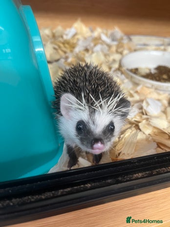 Pygmy Hedgehog rodents - Advert 1