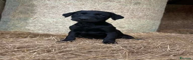 Labrador Retriever 1