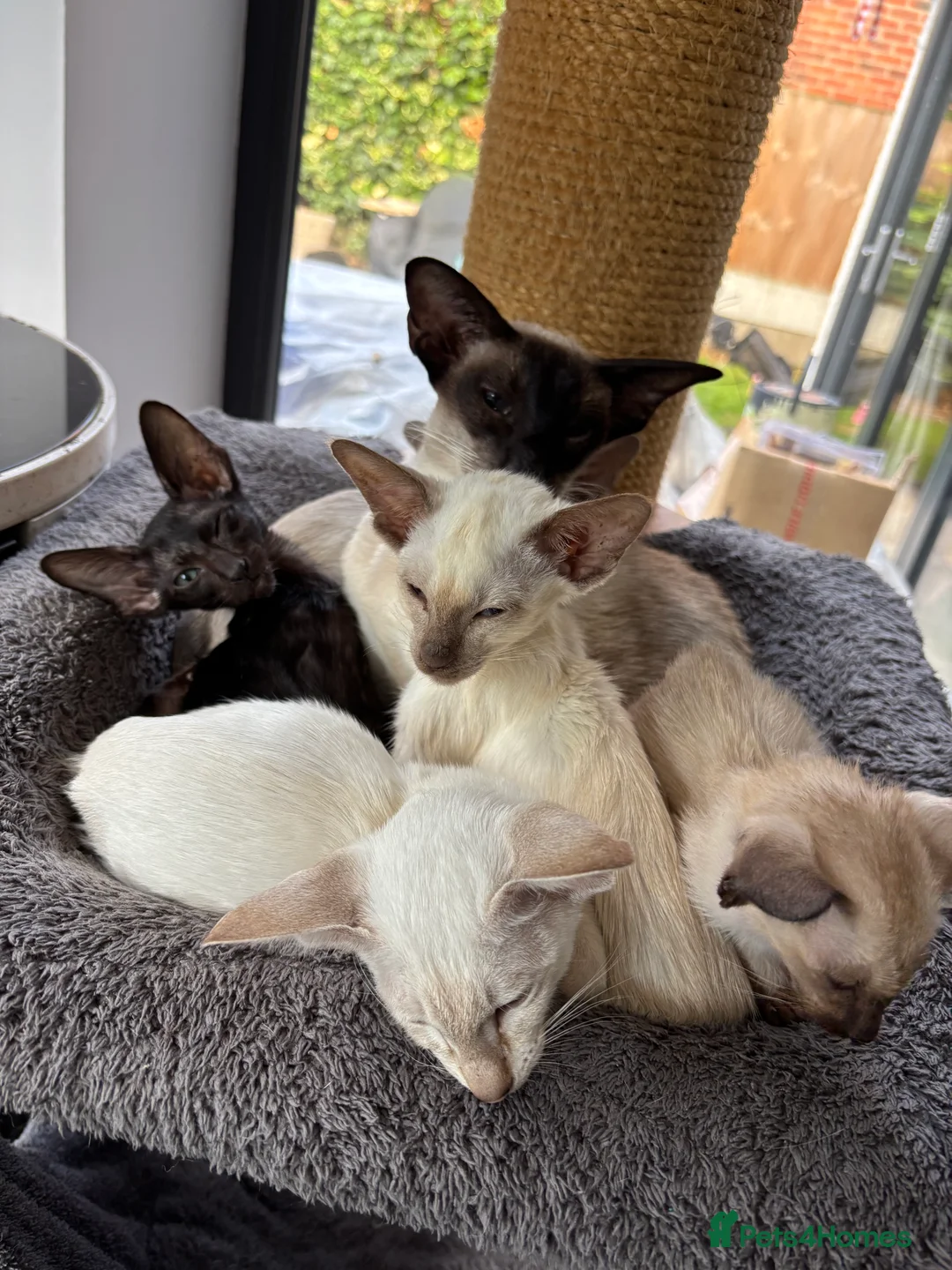 Siamese cats for sale: SIAMESE and ORIENTAL KITTENS - Advert 5