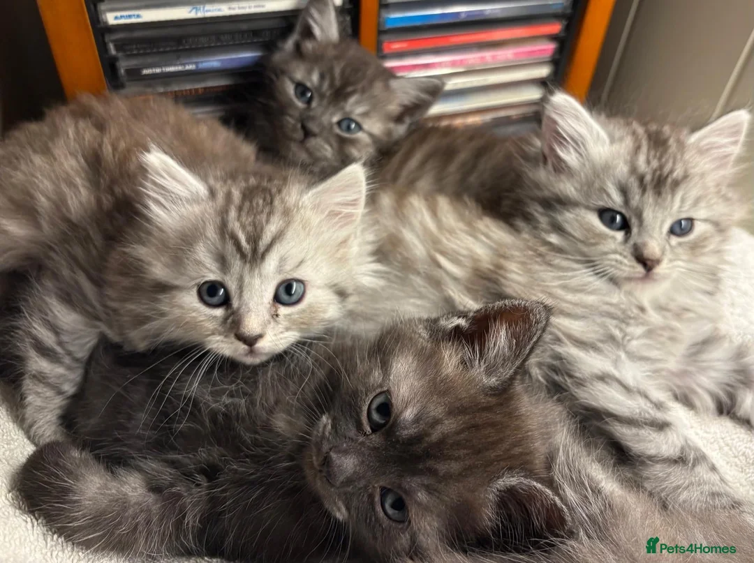 Mixed Breed cats for sale: Persian chinchilla mix kittens  - Advert 2