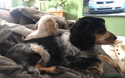 Cocker Spaniel dogs for sale: Beautiful Show Orange Roan Girl KC Reg - Image 3