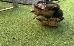 Yorkshire Terrier dogs for sale: Yorkshire terriers 1 boy 3 girls - Image 7