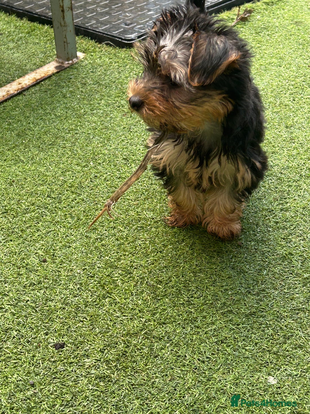 Yorkshire Terrier dogs for sale: Yorkshire terriers 1 boy 3 girls - Image 7