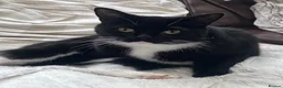 Mixed Breed cats for sale: For Adoption -(Free)  2 x female cats - Advert 8