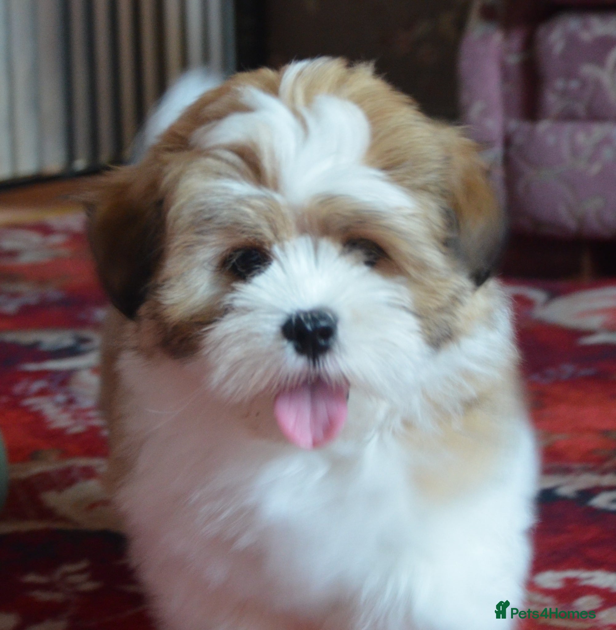 Lhasa Apso dogs Home bred stunning male Lhasa Apso - Advert 1