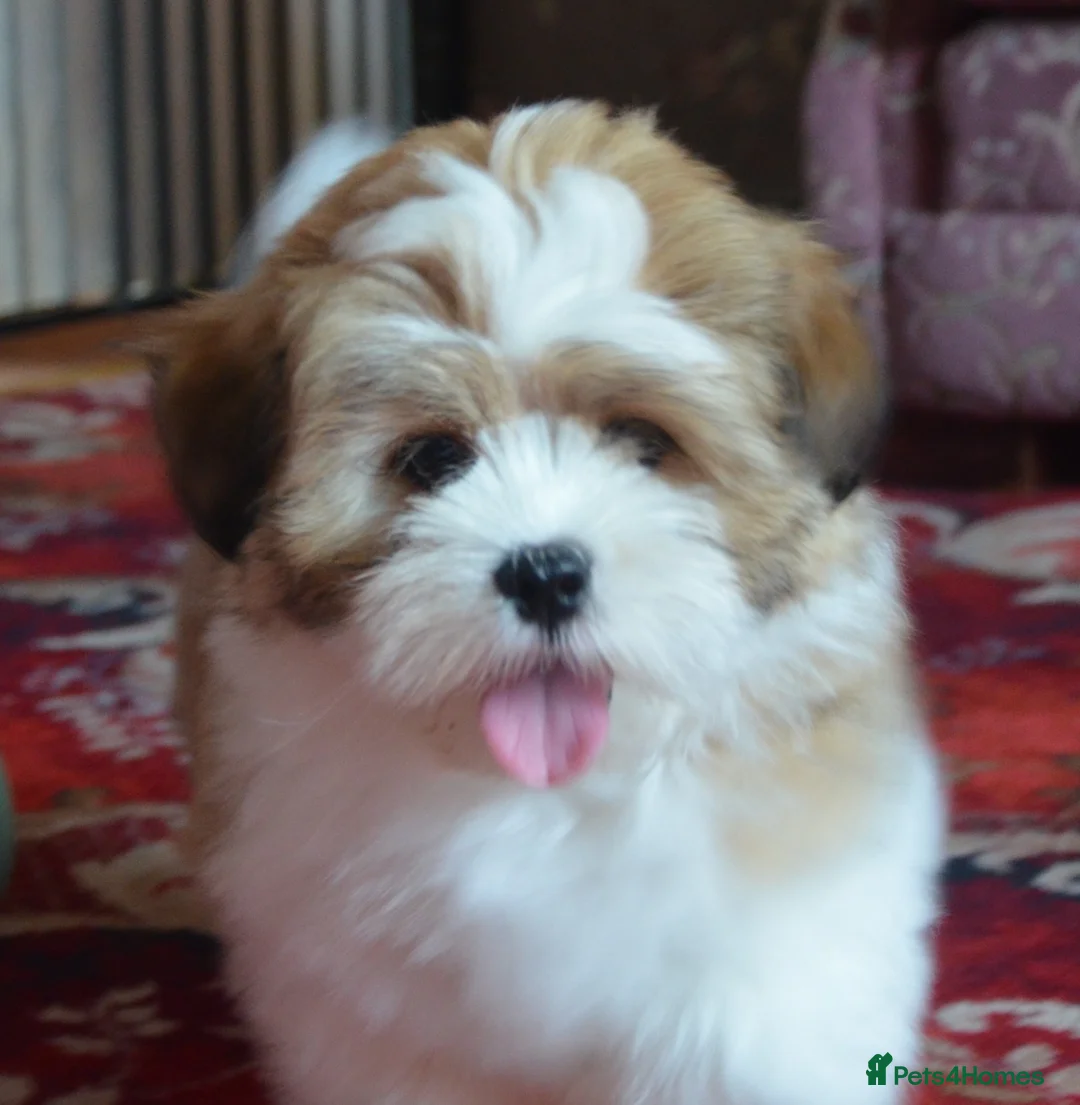 Lhasa Apso dogs for sale: Home bred stunning male Lhasa Apso - Advert 1