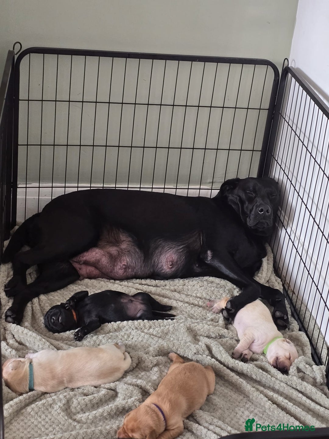 Labrador Retriever dogs for sale: Labrador puppies  - Image 3
