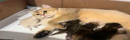 British Longhair cats for sale: ✨ STUNNING BRITISH LONGHAIR KITTENS – 5 AVAILABLE✨ - Advert 15