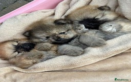 Pomeranian dogs for sale: Teddy bear pomeranians  - Image 8