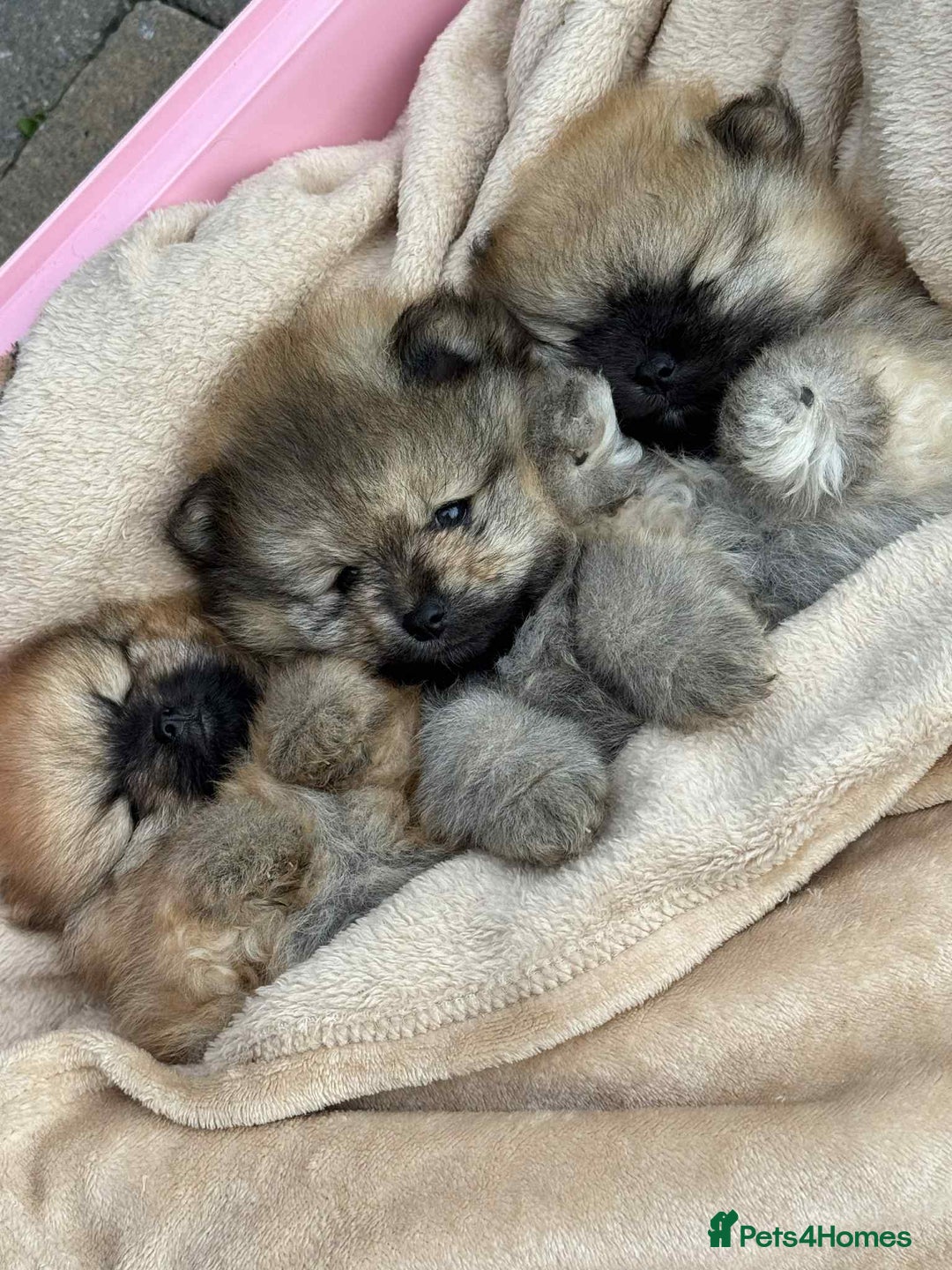 Pomeranian dogs for sale: Teddy bear pomeranians  - Image 8