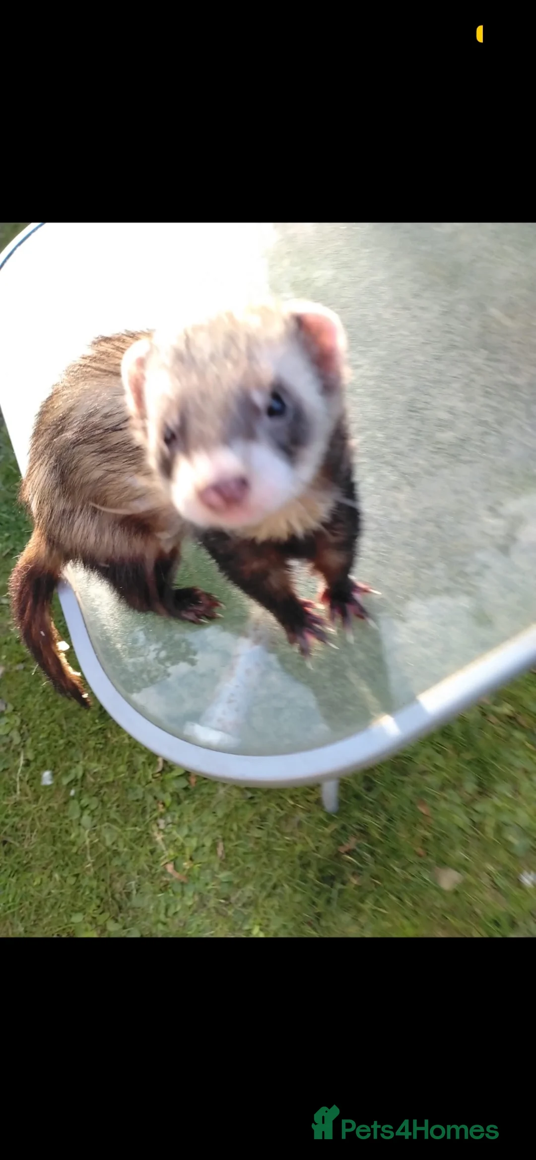 Mixed Breed rodents for sale: Two ferrets one boy and one girl  in Leeds - Advert 1