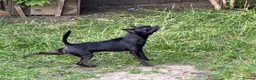 Chihuahua dogs for sale: Short Haired Chihuahua Apple Head KC Reg Puppies - Advert 13