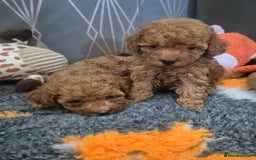 Miniature Poodle dogs for sale: KC Fox Red Miniature Poodle Boys - Image 11