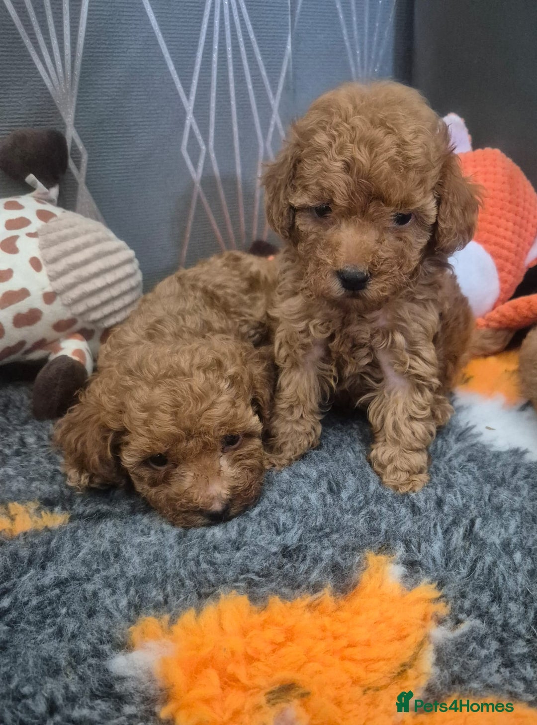Miniature Poodle dogs for sale: KC Fox Red Miniature Poodle Boys - Image 11