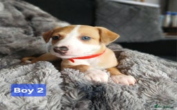 Whippet dogs for sale: Stunningly Beautiful Whippet Puppies. - Image 4