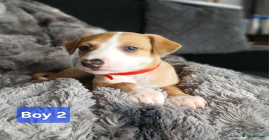 Whippet dogs - Advert 3