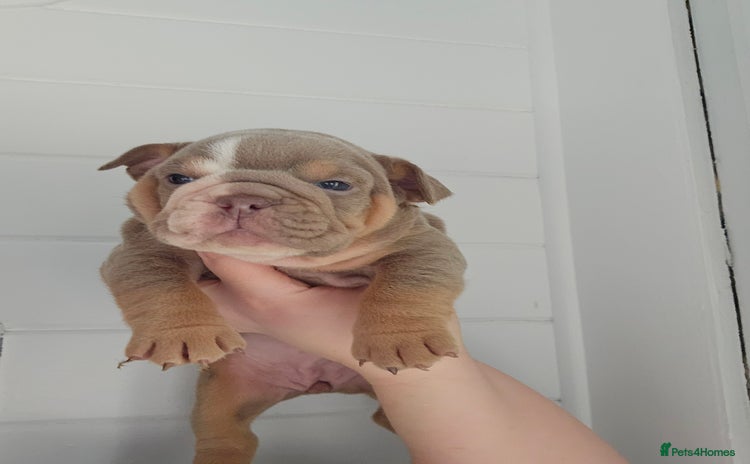 English Bulldog dogs - Advert 1