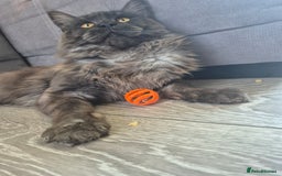 Maine Coon cats for stud: Tica Active Registered Black Smoke MaineCoon Stud in Heckmondwike - Image 10