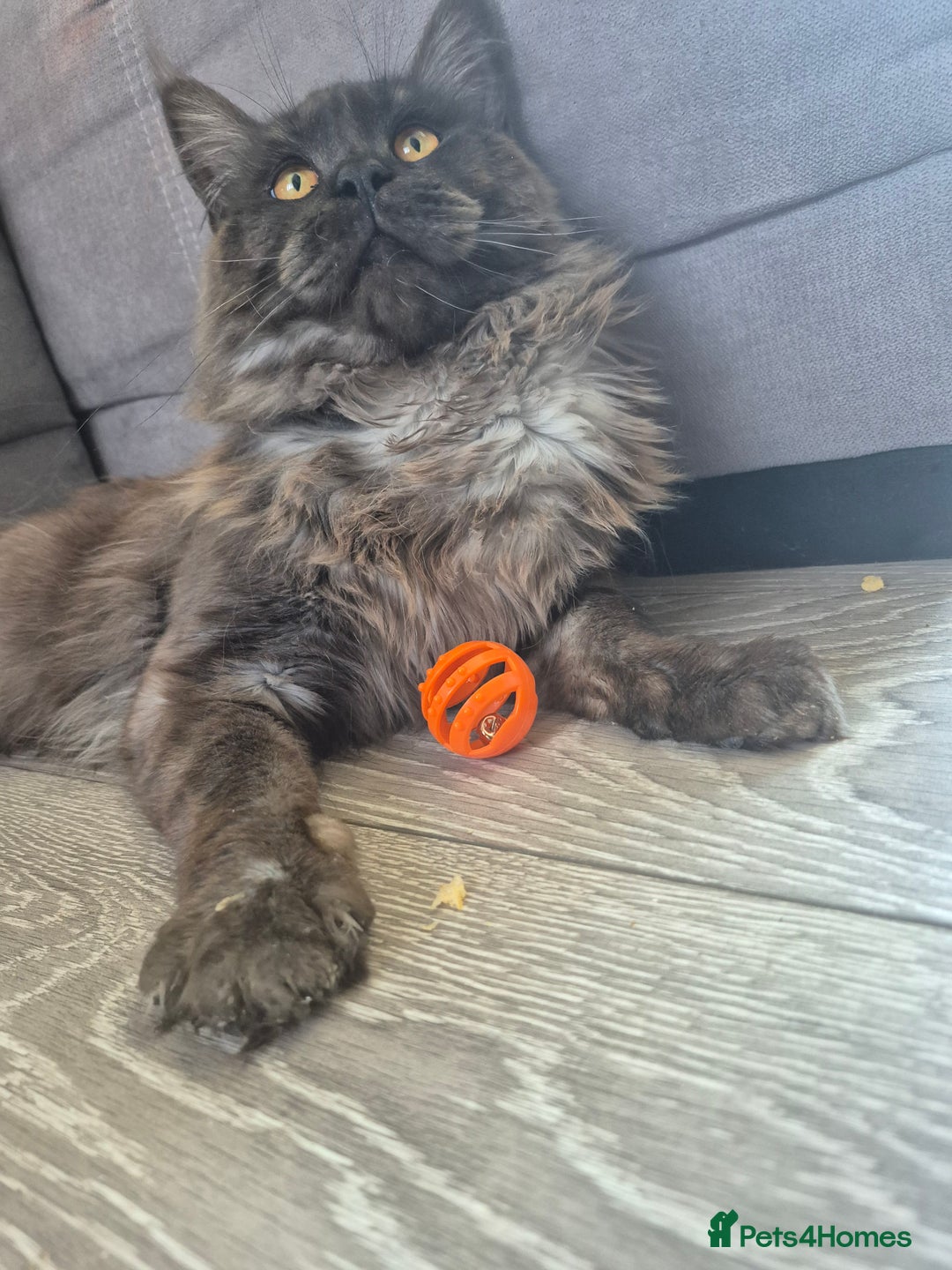 Maine Coon cats for stud: Tica Active Registered Black Smoke MaineCoon Stud in Heckmondwike - Image 10