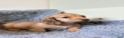 Miniature Dachshund dogs for sale: 🐶 PRA KC reg Miniature Long Haired Dachshunds🐶 - Advert 12