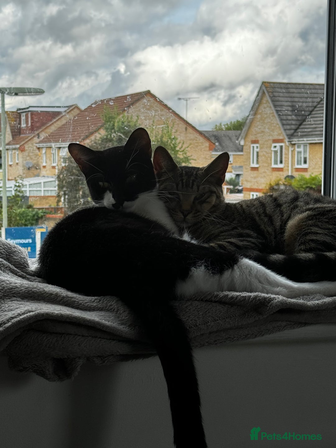 Mixed Breed cats for sale: Amazing Cats - Advert 18