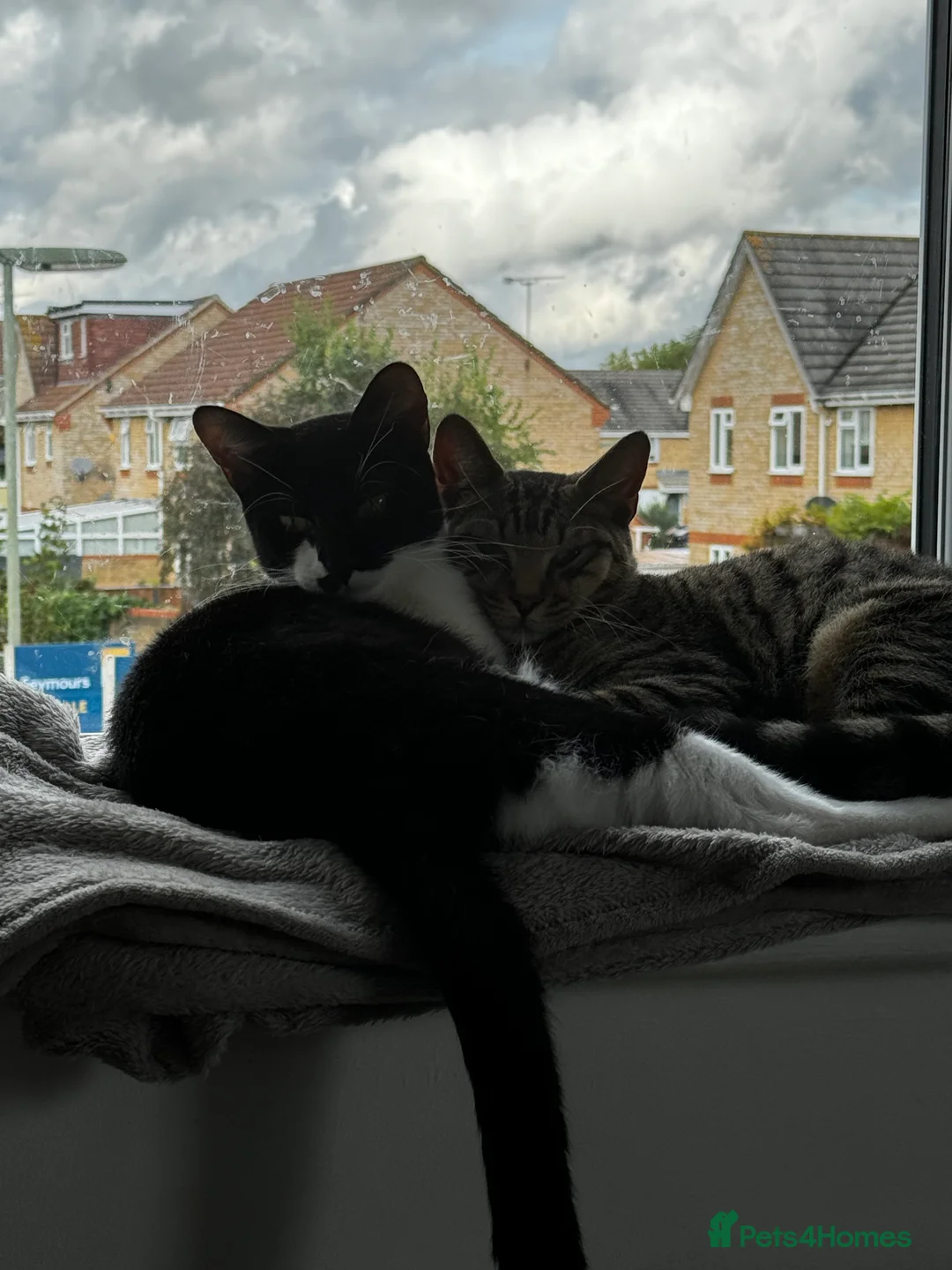 Mixed Breed cats for sale: Amazing Cats - Advert 18