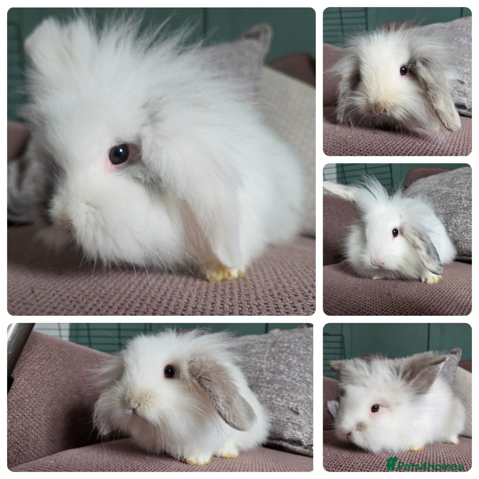 Mixed Breed rabbits READY NOW 5 baby bucks - Advert 15