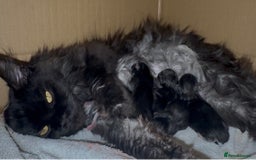 Maine Coon cats for sale: Full Maine Coone Kittens - Image 10