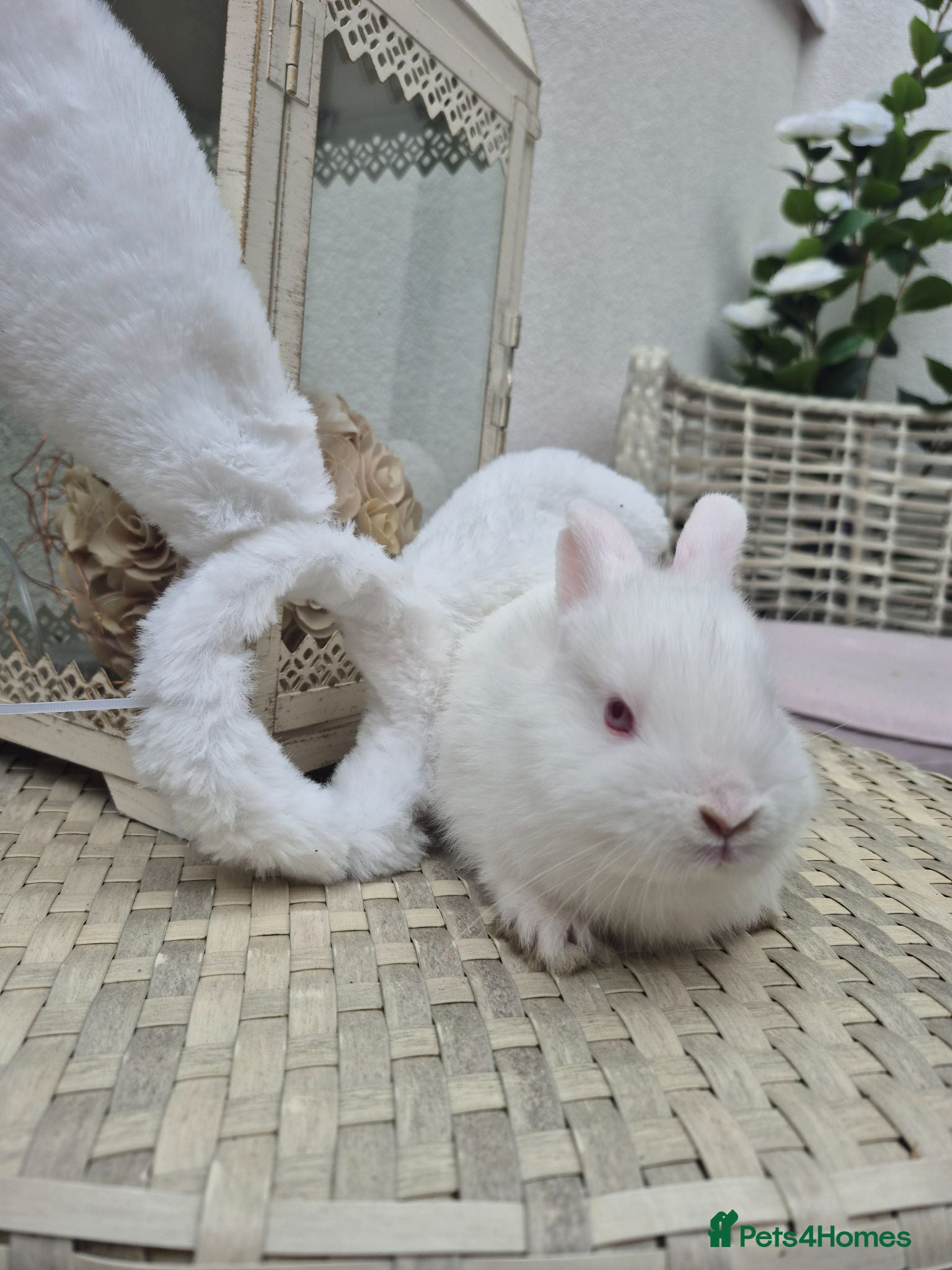 Netherland Dwarf rabbits Beautifull  netherland   dwarf lop babys - Advert 4