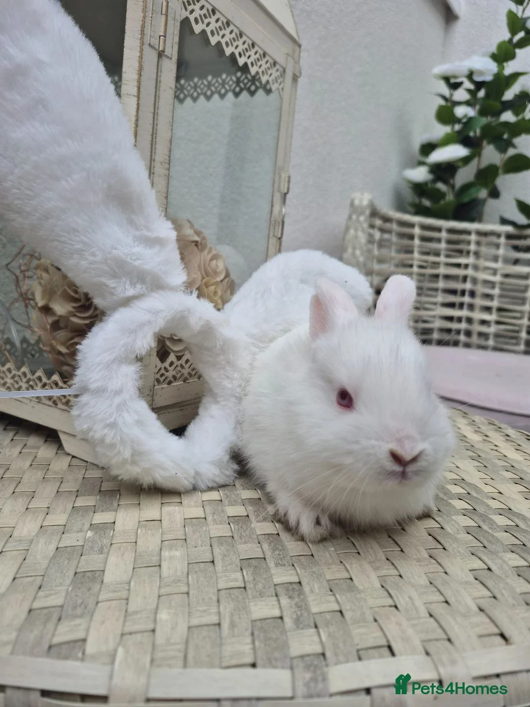 Netherland Dwarf rabbits for sale: Beautifull  netherland   dwarf lop babys - Advert 1