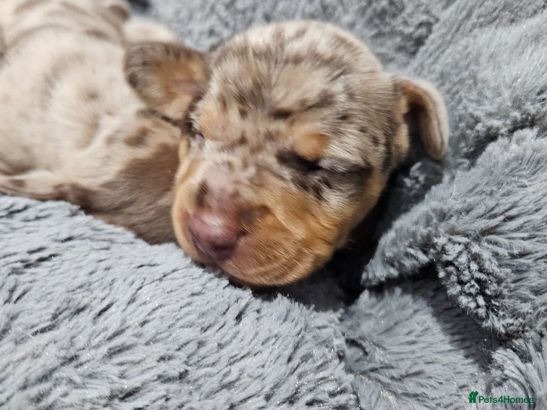 Dachshund dogs for sale: Dachshunds,Four girls and three boys - Advert 20